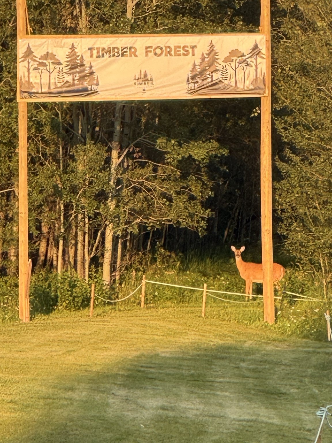 Deer looking toward the camera beside the Timber Forest entrance