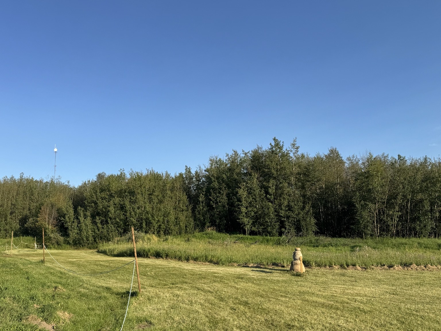 Tree line and open meadow at Timber Forest in Mulhurst Bay, Alberta